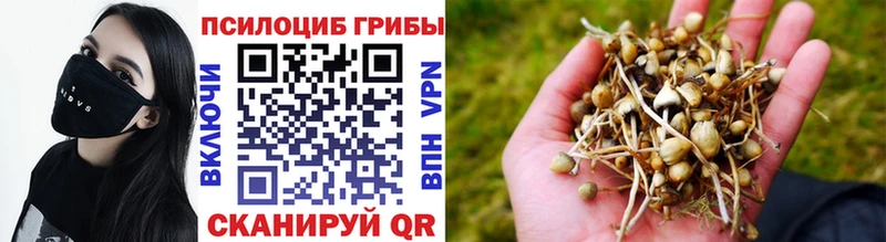 Галлюциногенные грибы Psilocybe  закладки  Болгар 